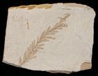 Metasequoia (Dawn Redwood) Fossil - Montana #16267-1